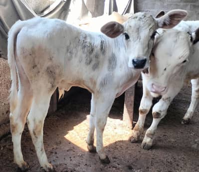 Taza soey gaey/cow for sale