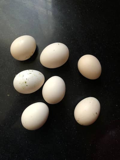 High Quality Aseel eggs