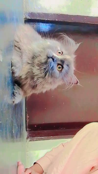 persion female triple coat for sale healthy 03262647507