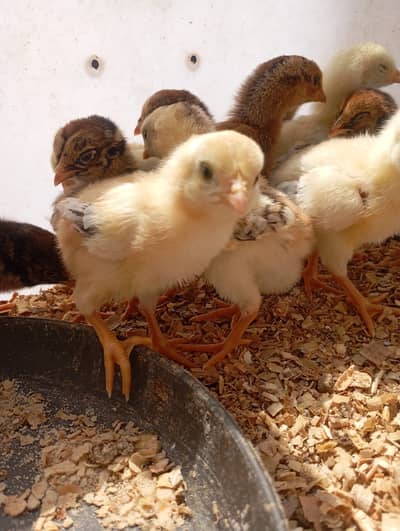 Aseel Chicks