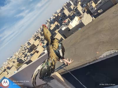 Aseel Black java Cross