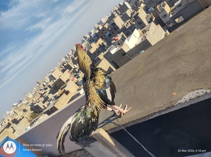 Aseel Black java Cross 0