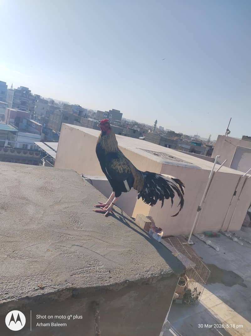 Aseel Black java Cross 1