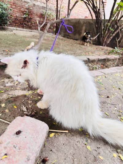 Persian female triple coat