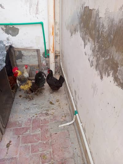 4 Female & 1 Male Pair. Weighted & Healthy