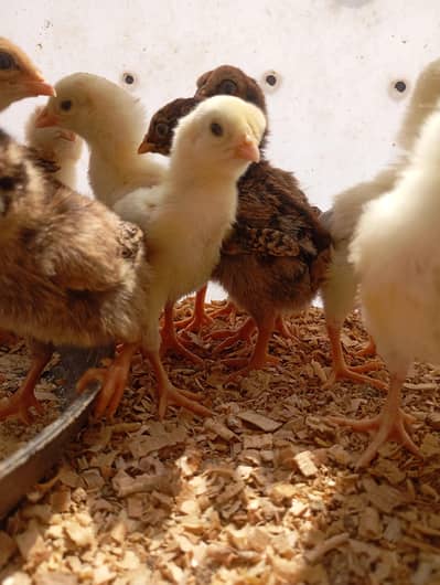 aseel chicks