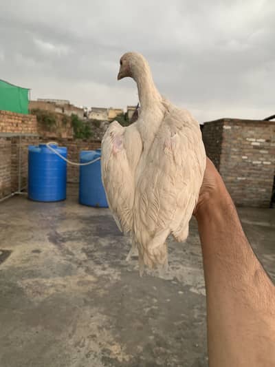 White chick available