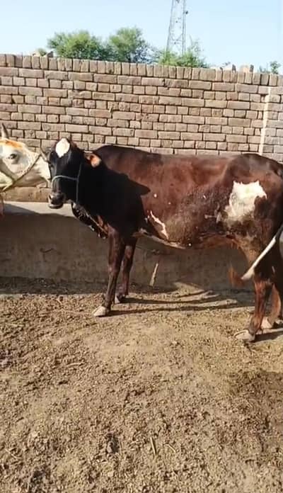 Pregnant cow for sale