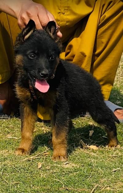 Sialkot Punjab Black German Shepherd male for sale