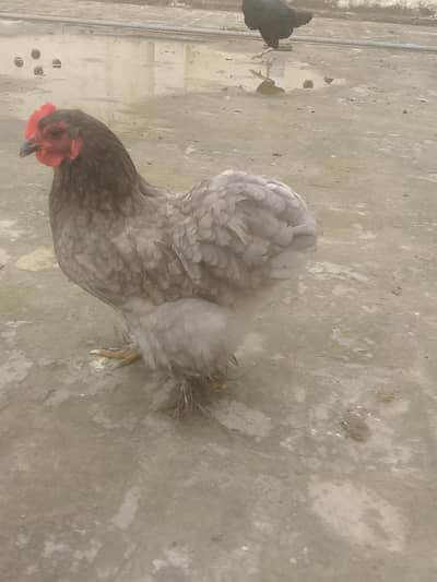 Bentum female for sale