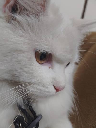 Pure White Persian Cat |12 Months |Vaccinated |Litter Trained|Friendly