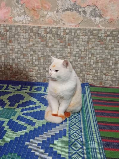 Russian cat white male black female Russian cat or sale 03057243966