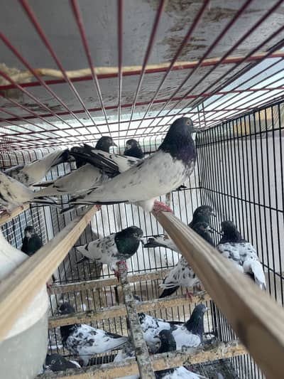 Sb Taddy Kabotar hy. . .