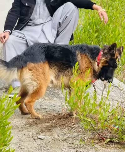 German shepherd dog | long coat | gsd dog |Non pedigree male dog85000