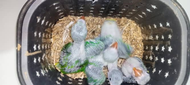Kashmiri parrot male baby for sale jambo size
