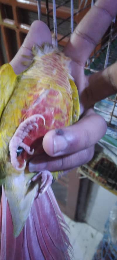 pineapple conure breader pair