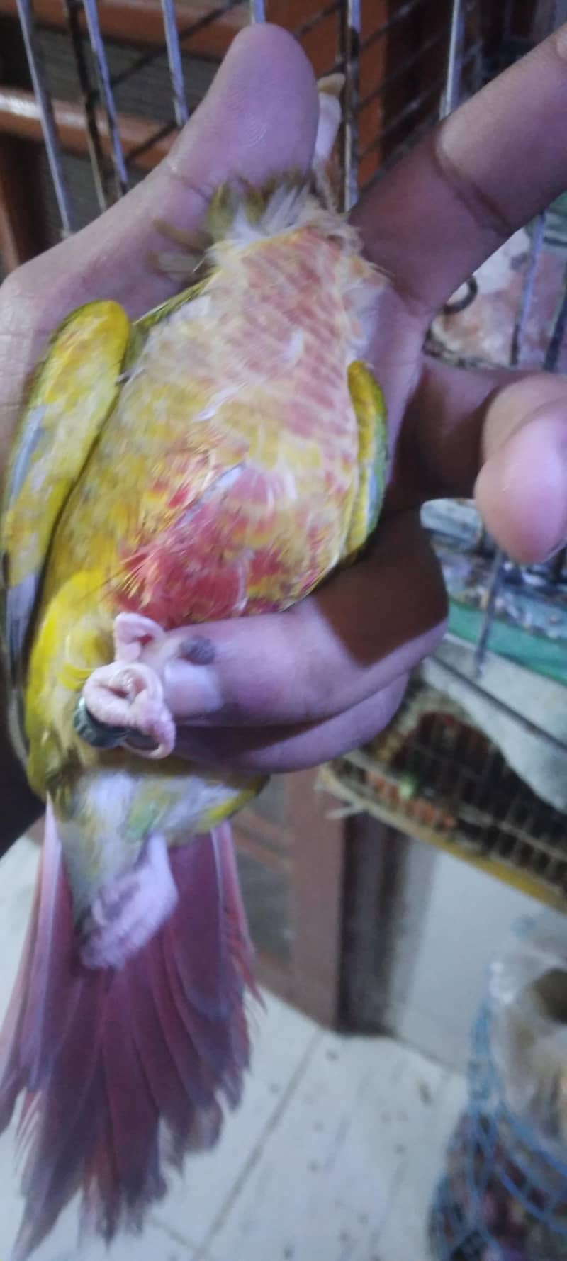 pineapple conure breader pair 1