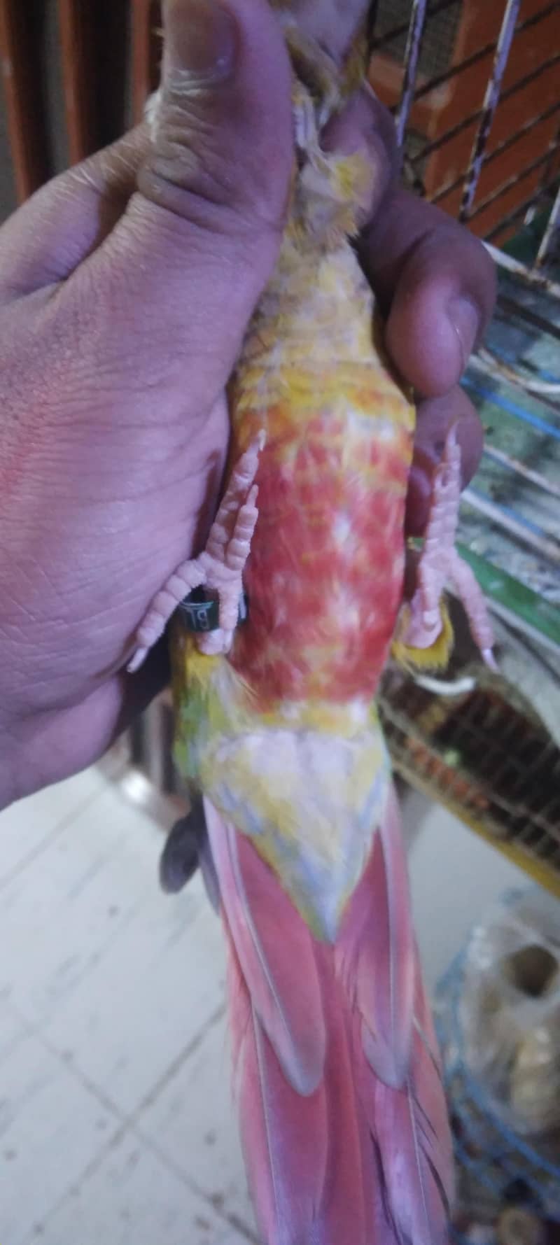 pineapple conure breader pair 2