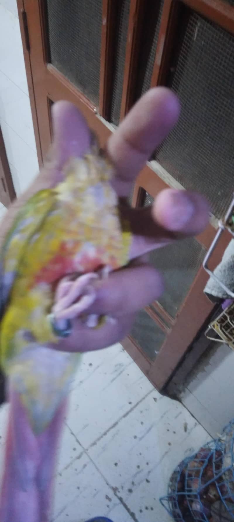 pineapple conure breader pair 3