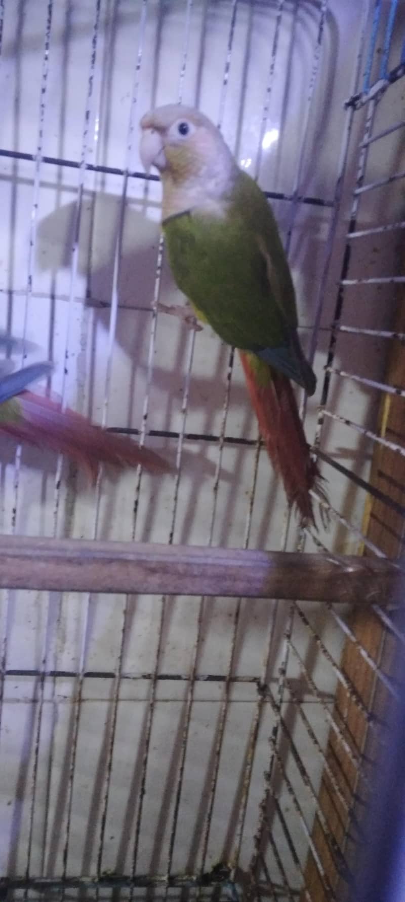 pineapple conure breader pair 4