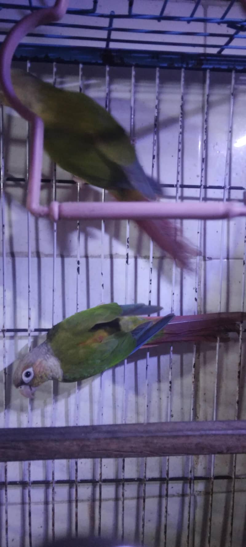 pineapple conure breader pair 5