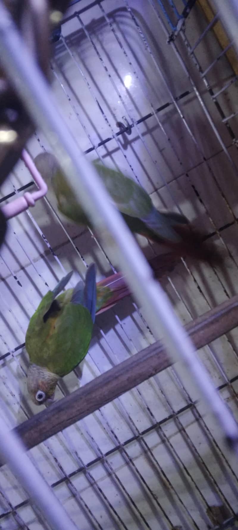 pineapple conure breader pair 6
