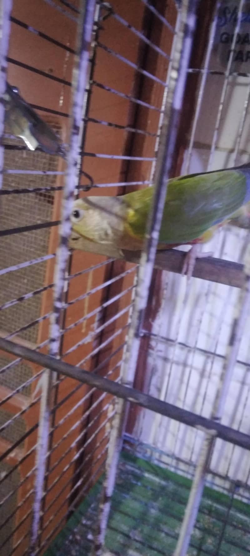 pineapple conure breader pair 7