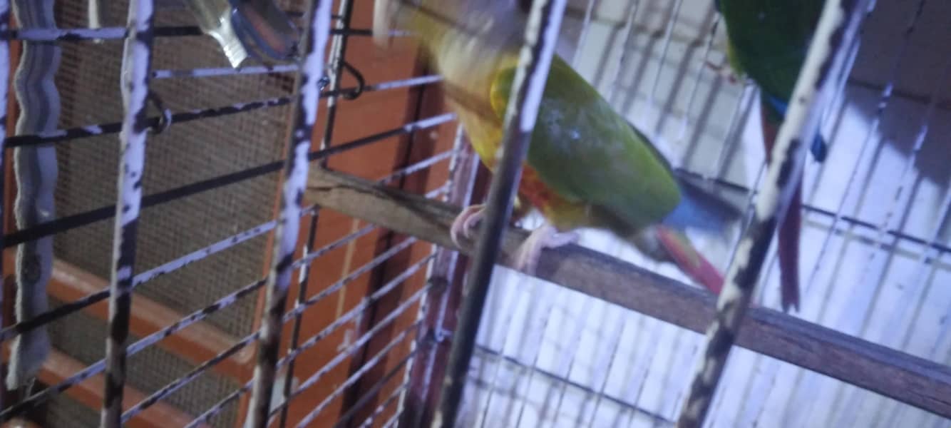 pineapple conure breader pair 9