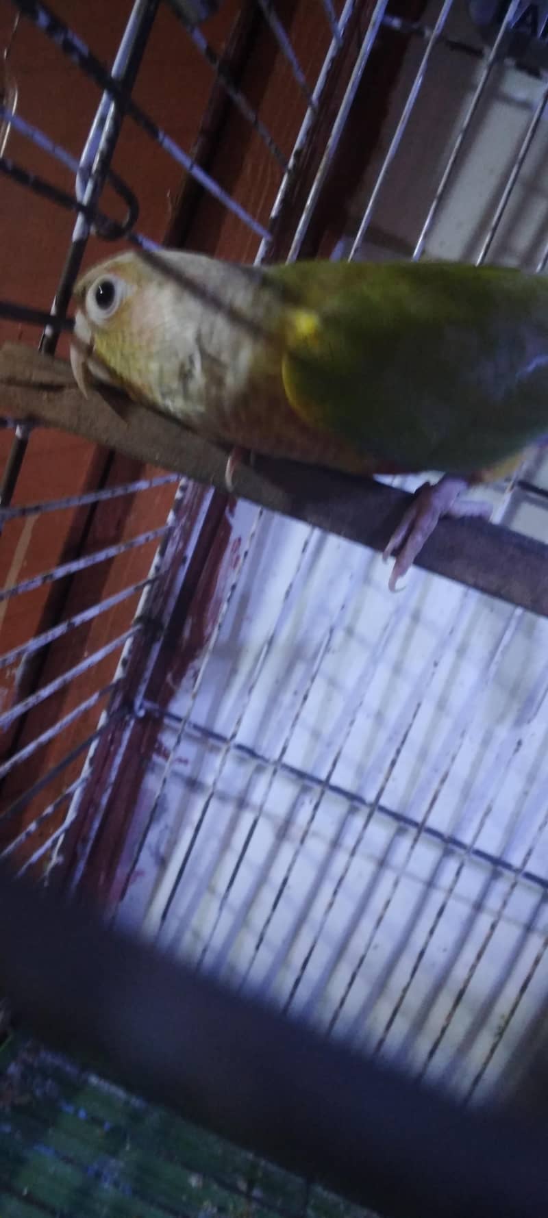 pineapple conure breader pair 10