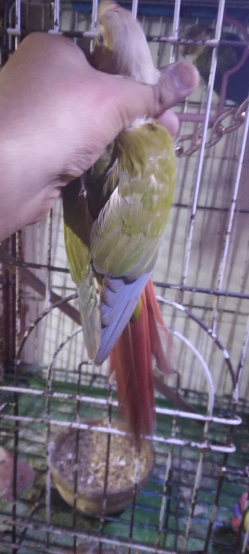 pineapple conure breader pair 12