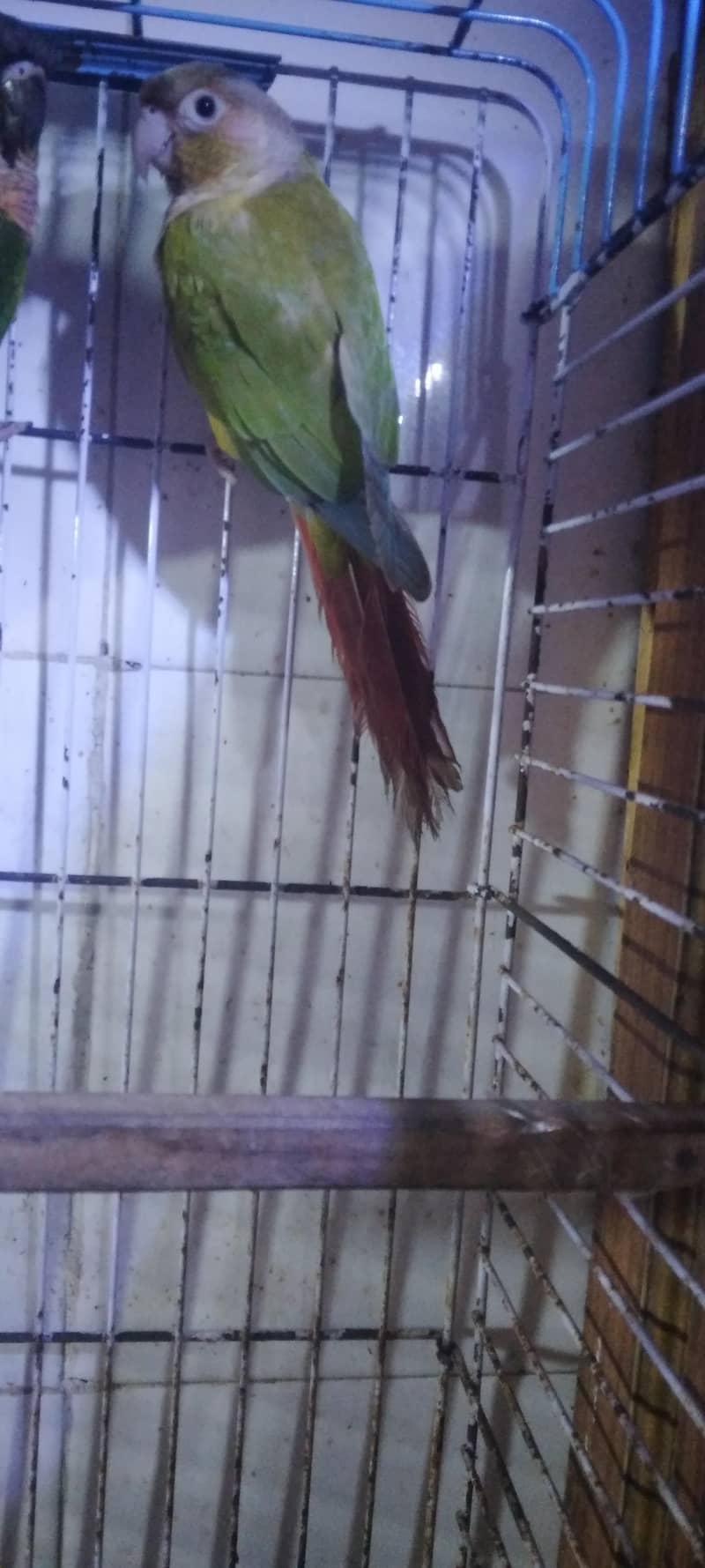 pineapple conure breader pair 13