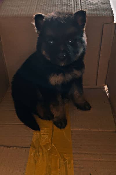 German shepherd puppy