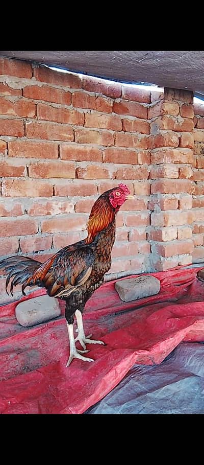 Aseel java murga|Aseel Peela murga|homebreed birds|For sale|