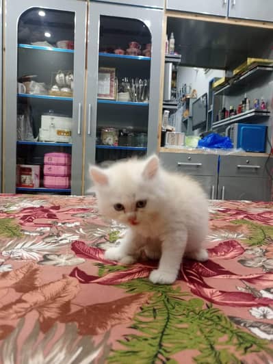 parsian kitten