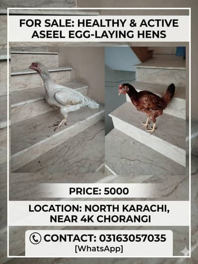 egg laying aseel hens for sale