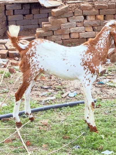 maki chena male age 7 month