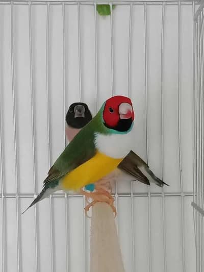 Goulden finch