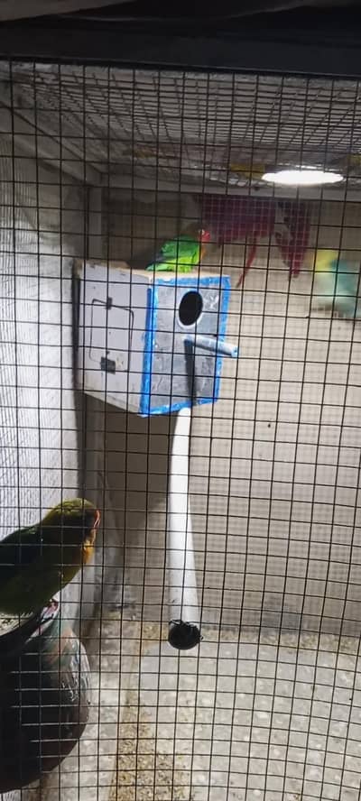 all lovebirds for sale