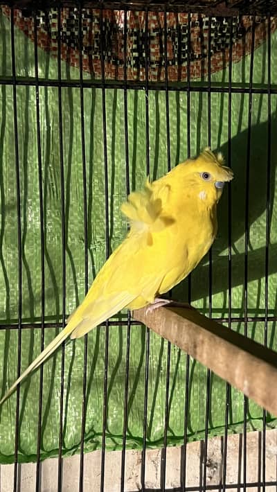 Black eye king size hugu lutino bonded pair