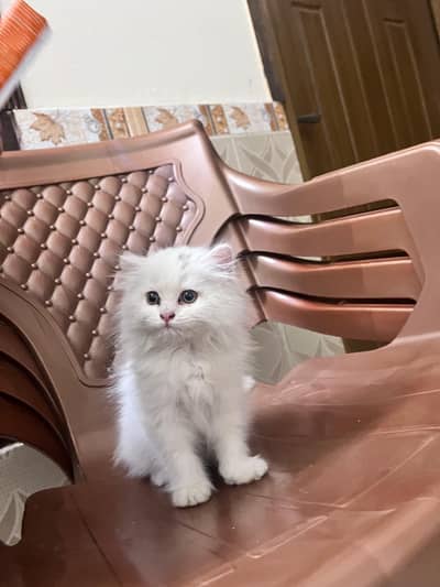 Persian Triple Coat Cat