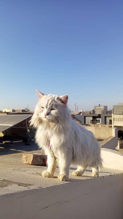 Persian Cat