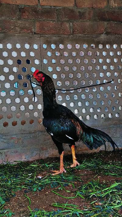 Aseel sawa patha healthy and active