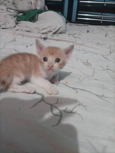 full active cat kitten cute 1. month age