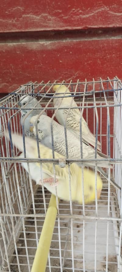 Budgie Undersize Ready Pairs