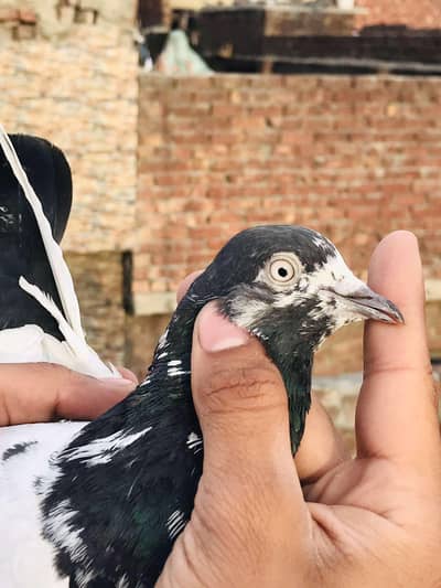 Chaudhary Sb waly Teddy original