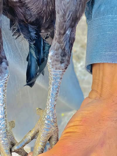 پیور اصل بینگم