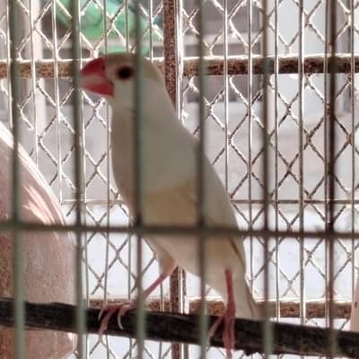 pastel jawa for sale