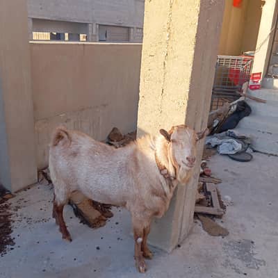 Bakra For sale 2 Dant