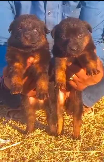German shepherd | Puppy | GSD | Dog for sale | Long coat Puppy