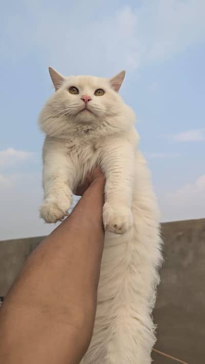 AOA PERSION PAIR FOR SALE